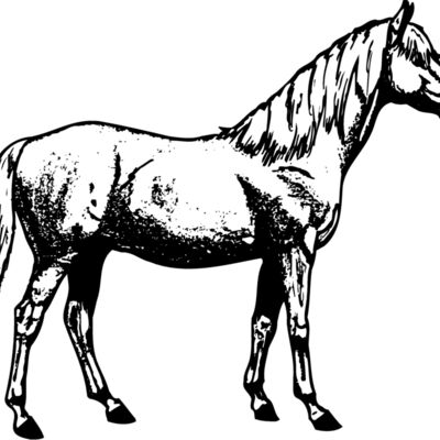 HORSE013 Thumbnail