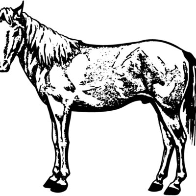 HORSE022 Thumbnail