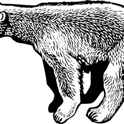 BEAR014_ Thumbnail