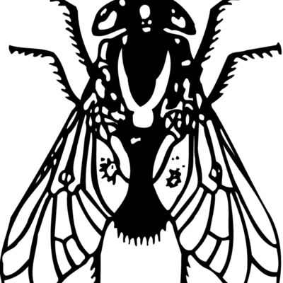 FLY02 Thumbnail