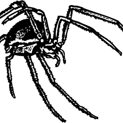 SPIDER01 Thumbnail
