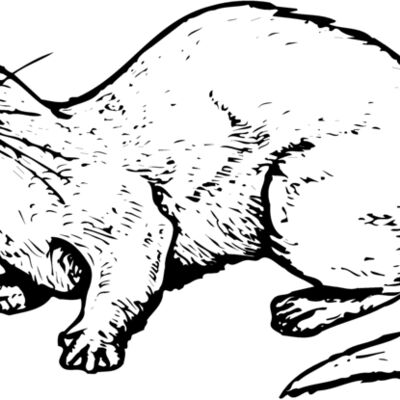 OTTER002 Thumbnail