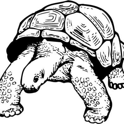 TURTLE02 Thumbnail