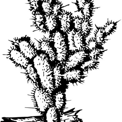 CACTUS09 Thumbnail