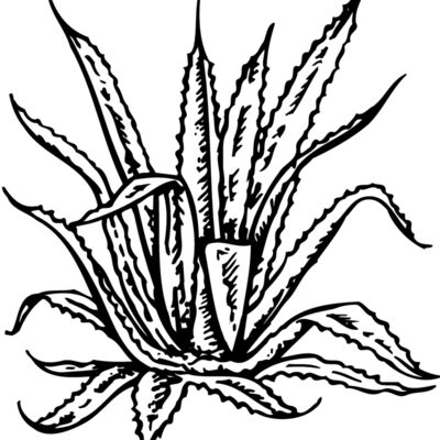 PLANT02 Thumbnail